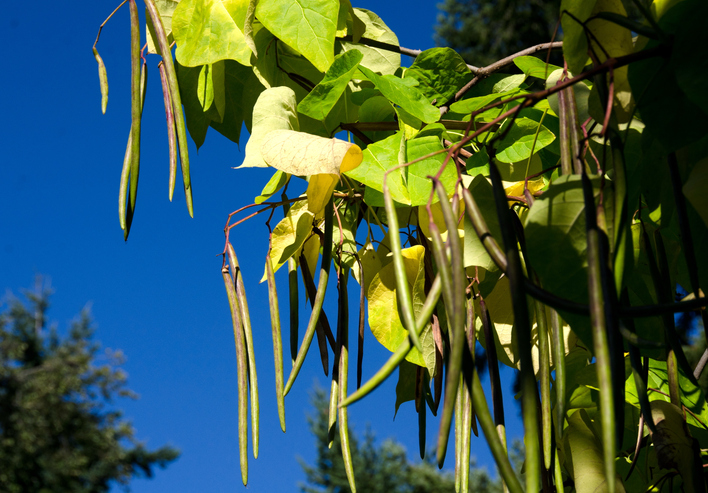 Was Sie über die Früchte des Trompetenbaumes wissen sollten