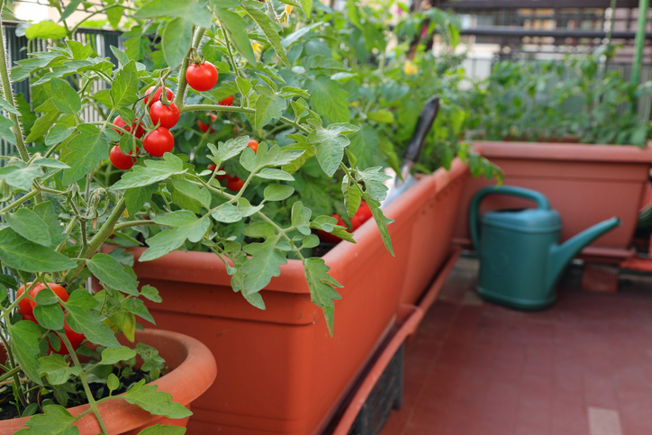 Was ist grundsätzlich bei der Bewässerung von Tomaten zu beachten