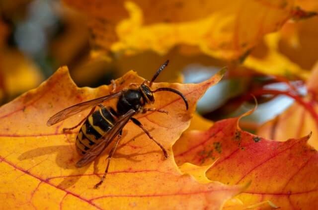 Was machen Wespen im Herbst und sollte man diese füttern