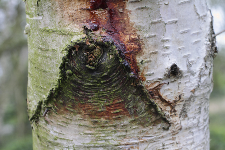 Was tun, wenn die Birke tropft