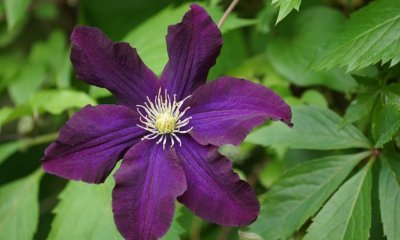 Was zieht Clematis vor - Sonne oder Schatten