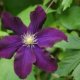 Was zieht Clematis vor - Sonne oder Schatten