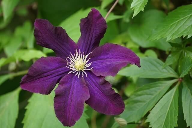 Was zieht Clematis vor - Sonne oder Schatten