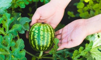 Wassermelone selber züchten