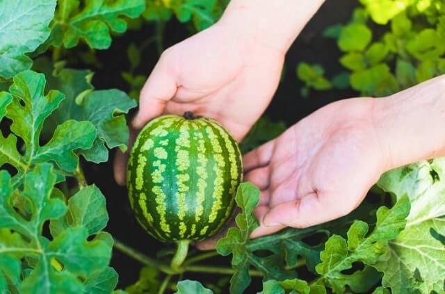 Wassermelone selber züchten