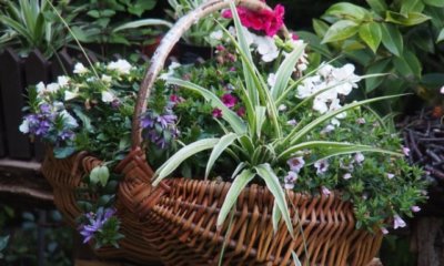 Weidenkorb bepflanzen - DIY Ideen