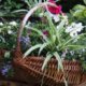 Weidenkorb bepflanzen - DIY Ideen