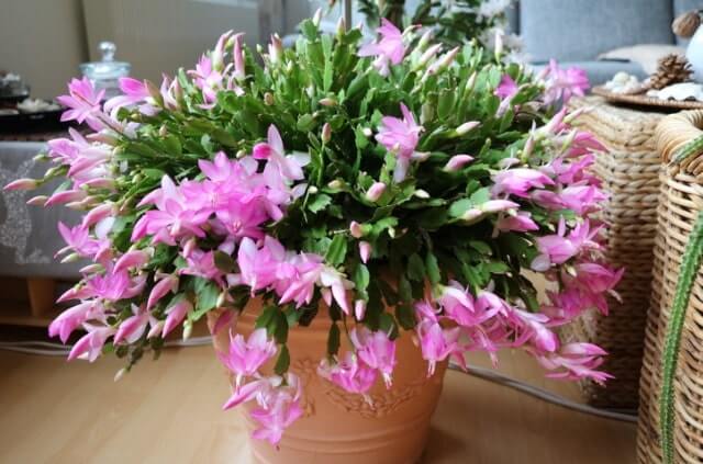 Weihnachtskaktus umtopfen - so geht’s