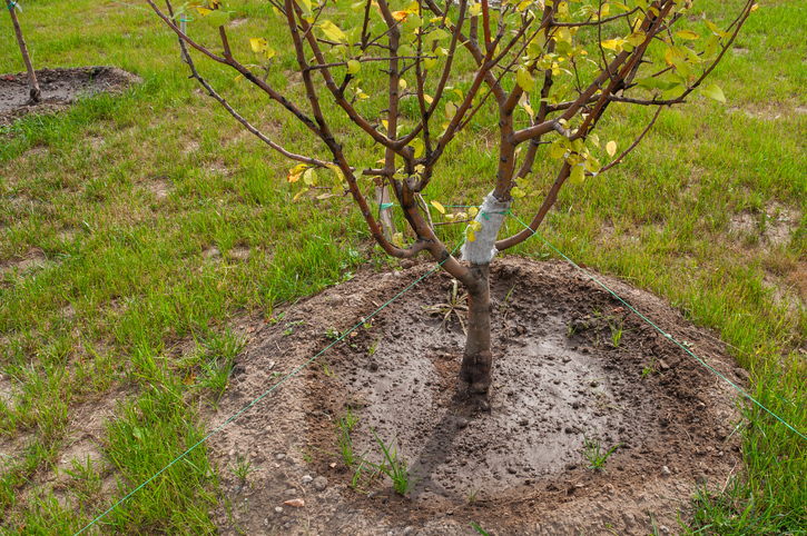 Welche Art zum Anbinden eines Apfelbaumes ist die richtige