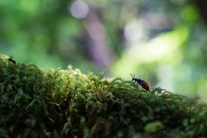 Welche Funktion erfüllt Moos im Ökosystem