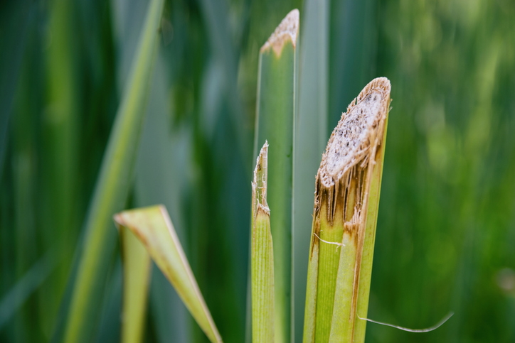 Welche Utensilien brauche ich für den Rückschnitt