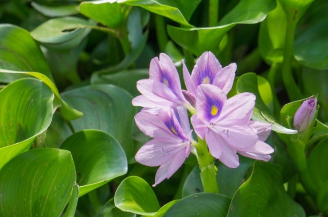 Welche Wasserpflanzen sind für Wasserschildkröten ideal