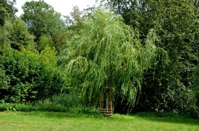 Welche Weide kann man im Garten halten
