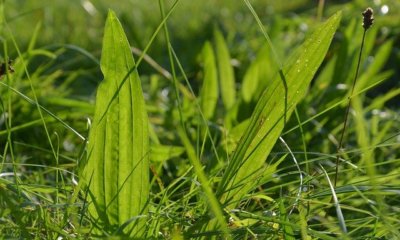 Welche Wildkräuter sind für Schildkröten geeignet