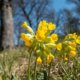Welche Wirkung hat die Schlüsselblume