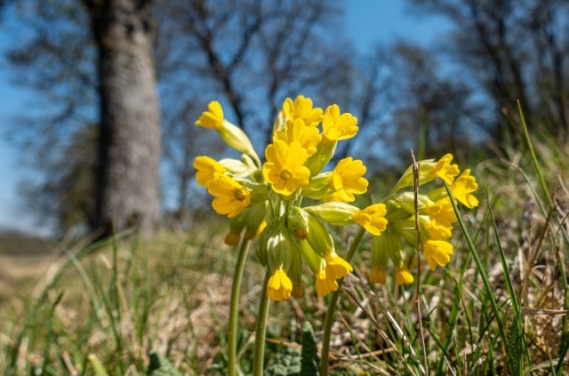 Welche Wirkung hat die Schlüsselblume