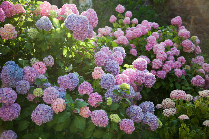 Welche Wuchshöhen können Hortensien erreichen