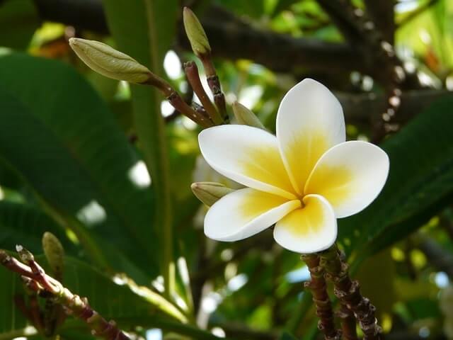 Welchen Dünger braucht Frangipani