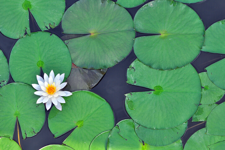 Welchen Dünger braucht die Seerose
