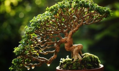 Welches Moos ist für Bonsai geeignet