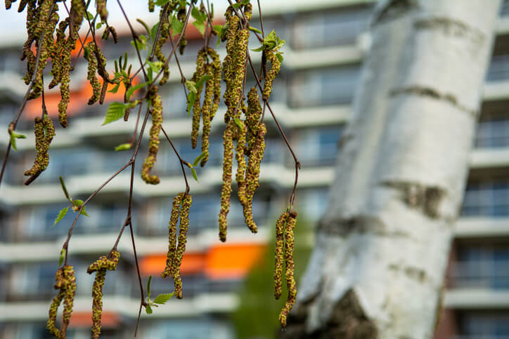 Welkende Blätter und Blüten