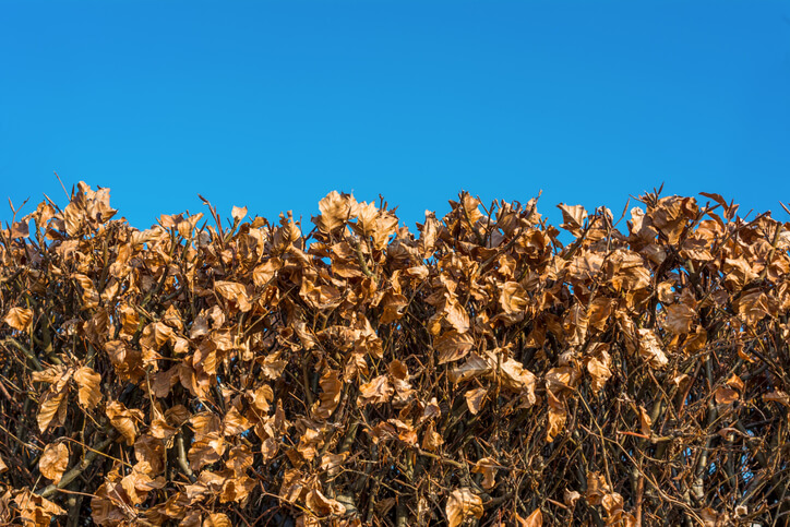 Werden Buchen im Herbst geschnitten