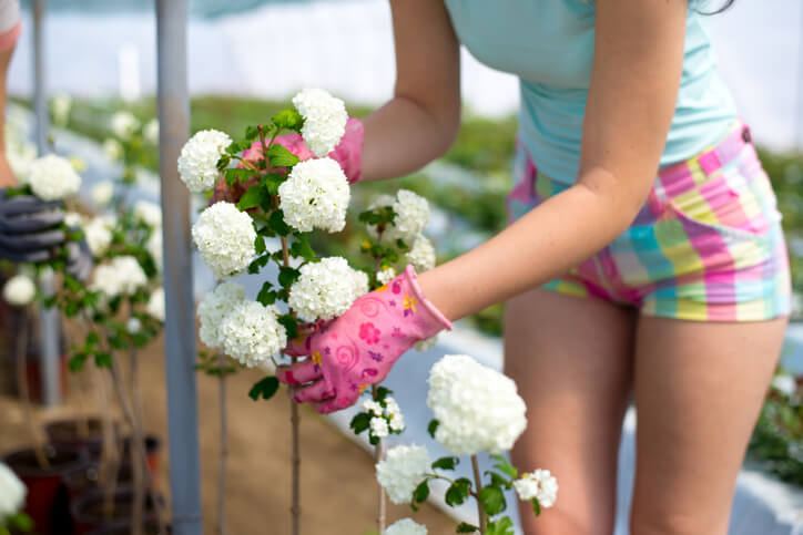 Wie gelange ich zum Hochstamm