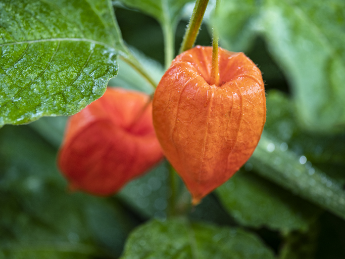 Wie sollte die Physalis während der Überwinterung versorgt werden