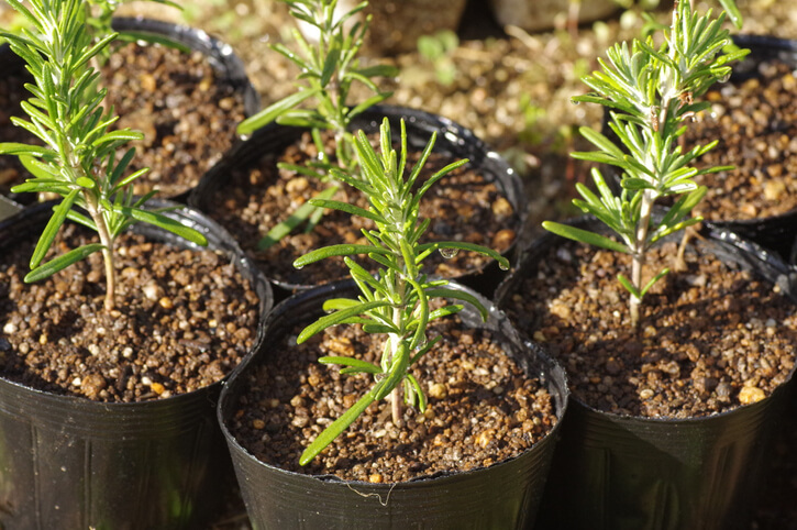 Wie werden die Stecklinge optimal versorgt