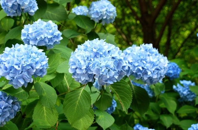 Wie winterhart ist die Bauernhortensie