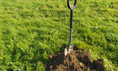 Wiese umgraben - wann macht dies Sinn