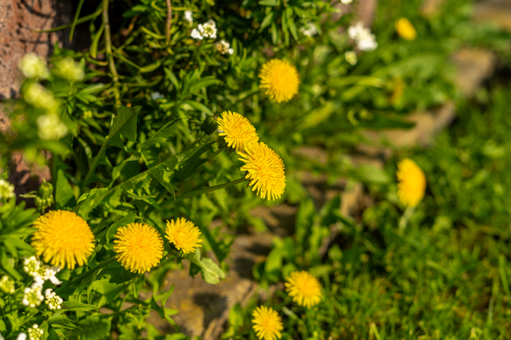 Wildkräuter in Szene setzen