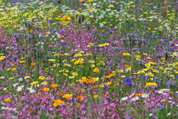 Wildstauden für den Garten