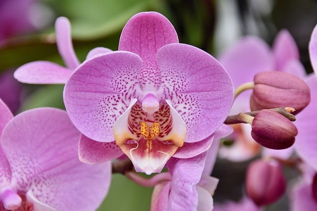 Winterharte Orchideen - Standort und Sorten für den Garten