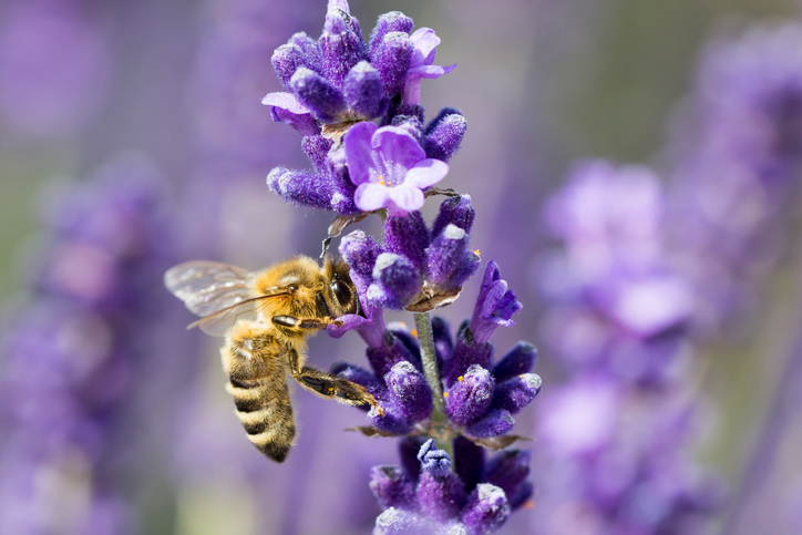 Wirkt der Lavendelduft auf alle Insekten abstoßend
