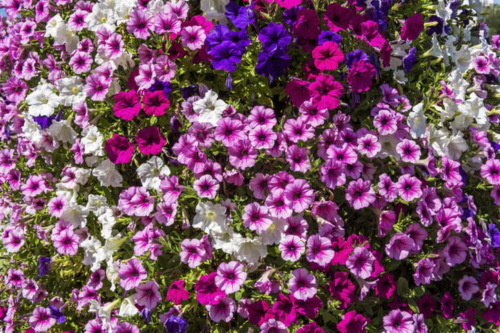 Wissenswertes über Petunien