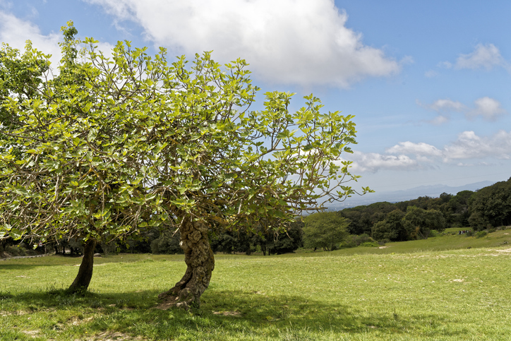 Wissenswertes über den Feigenbaum