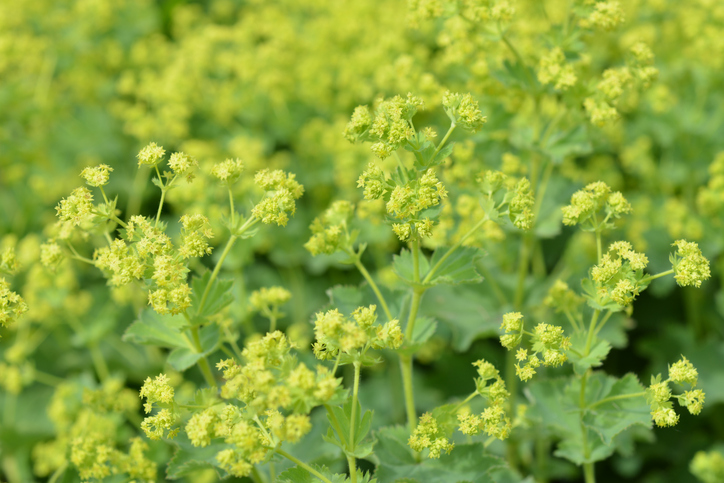 Wissenswertes über den Frauenmantel