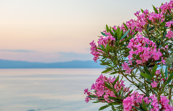 Wissenswertes über den Oleander