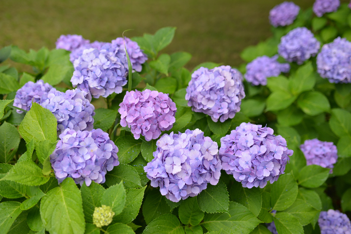 Wissenswertes über die Bauernhortensie