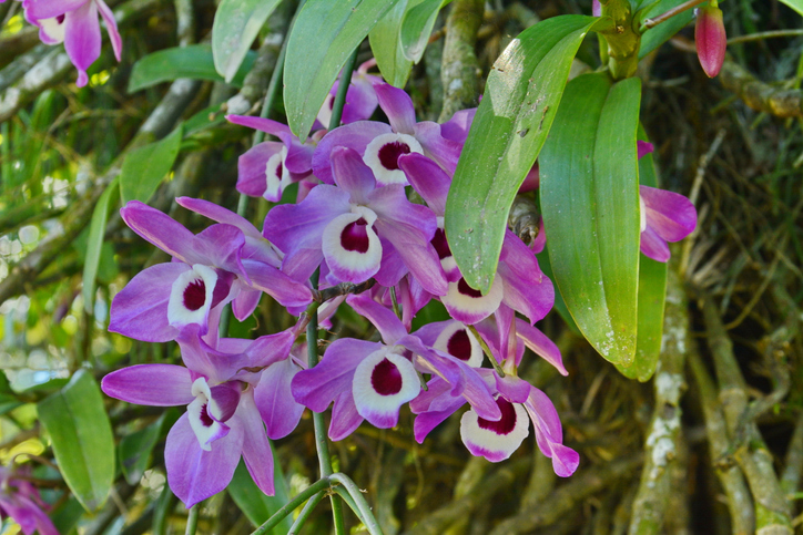Wissenswertes über die Dendrobium-Orchidee