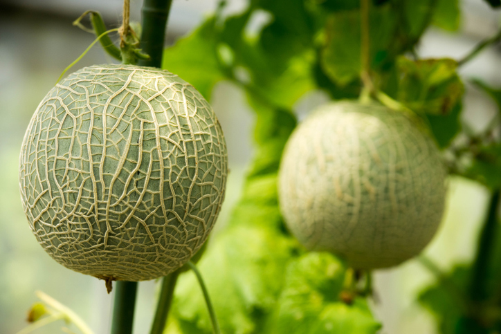 Wissenswertes über die Melone