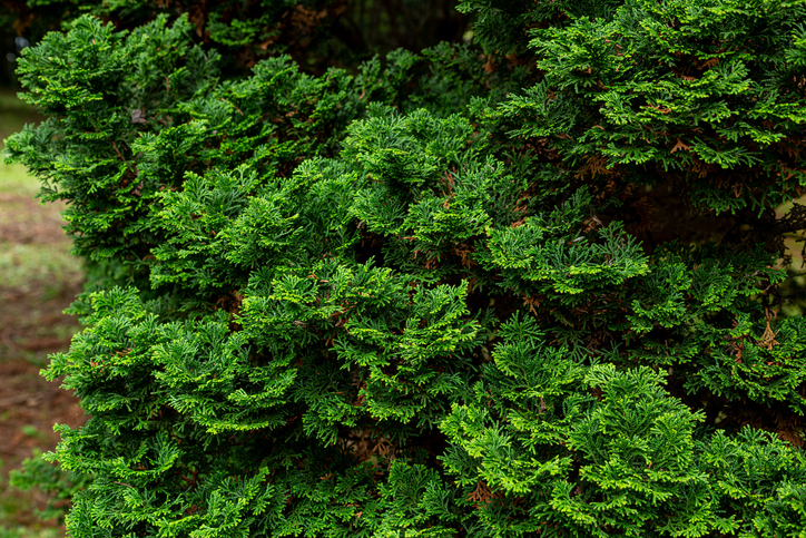 Wissenswertes über die Muschelzypresse