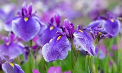 Wissenswertes über die Samen der Iris
