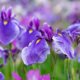 Wissenswertes über die Samen der Iris