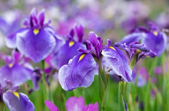 Wissenswertes über die Samen der Iris