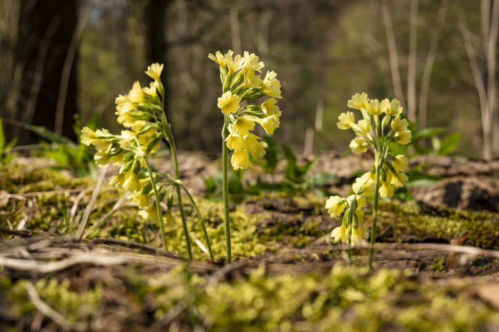 Wissenswertes über die Schlüsselblume