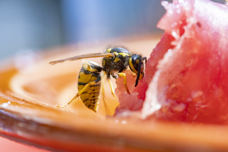 Womit kann man Wespen füttern