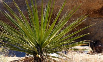 Yucca Palme Blätter abschneiden - Tipps und Anleitung