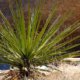 Yucca Palme Blätter abschneiden - Tipps und Anleitung